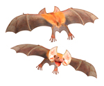 horseshoe bats