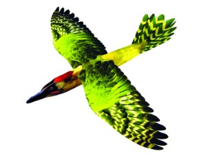 flying green woodpecker
